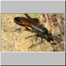 Ctenichneumon panzeri - Schupfwespe w01b 14mm - OS-Hasbergen Lehmhuegel-fdet02.jpg